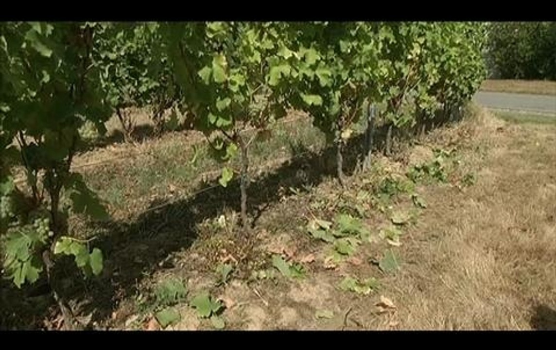 Jugé pour avoir refusé de traiter ses vignes : "Ne pas traiter tout et n'importe quoi"