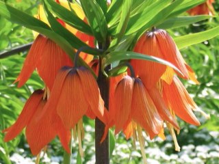 Gondolatok Neked • Thoughts for You  1. részlet