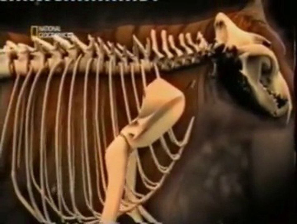 Etologia: Anatomia del tigre