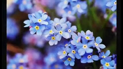 _Tolga Sünter-Song from a Secret Garden_