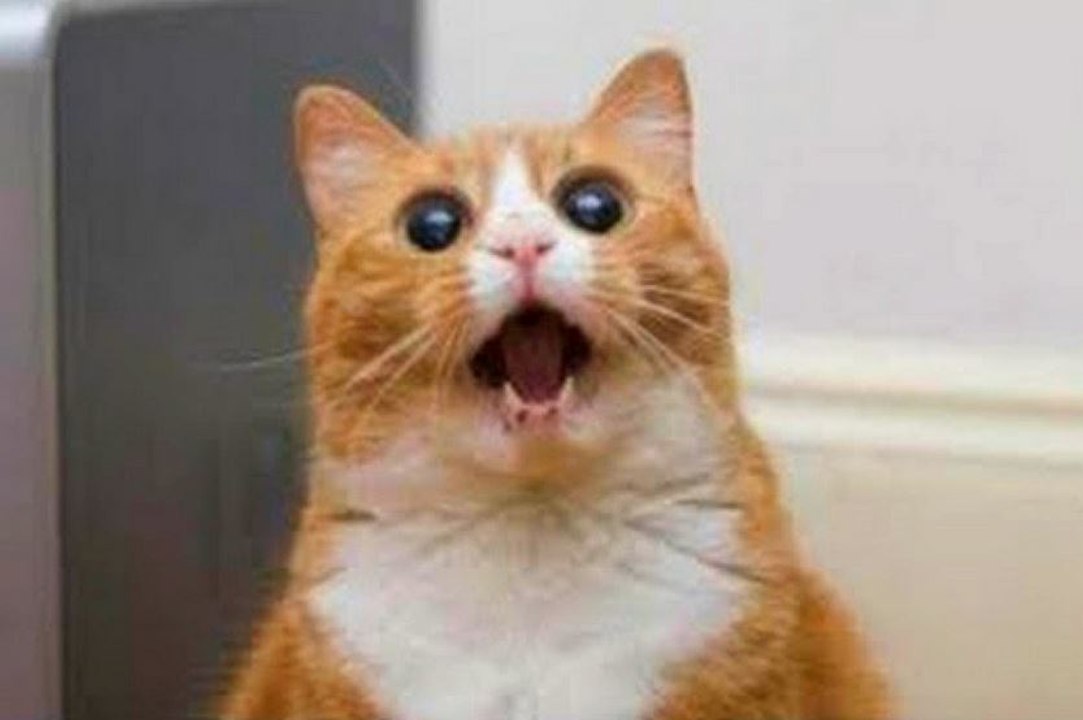 FUNNY CATS VIDEOS