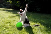 Chats vs Ballons de baudruche (Compilation)