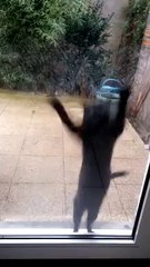 Cat Lets Owners Know She Wants to Come In