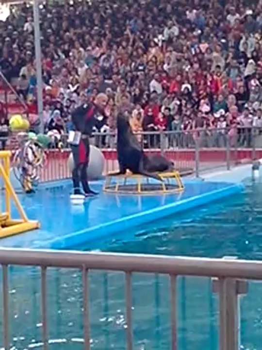 dolphin show karachi
