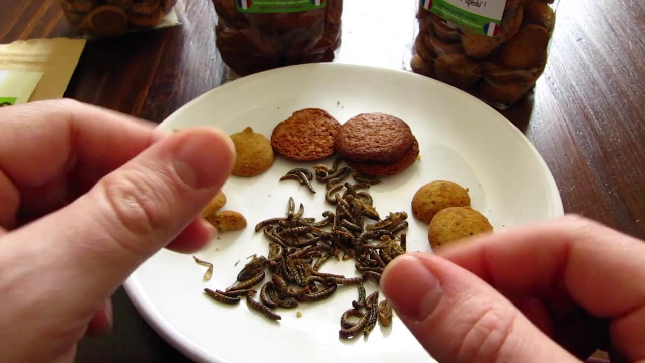 Présentation des sablés aux insectes de la marque Micronutris - par Mrlxp