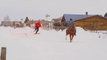 Faire du ski tiré par un cheval : le Skijoring, sport du Montana!