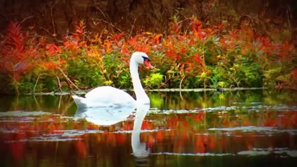 FARID FARJAD KASIMDA AŞK BAŞKADIR