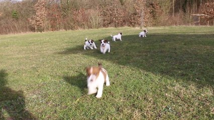 Les bébés Jack Russell du Normont
