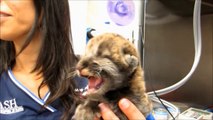 Rescued Florida Panther Kitten Is Adorable