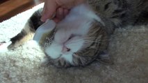 Un chat qui adore se faire brosser! Trop mignon...