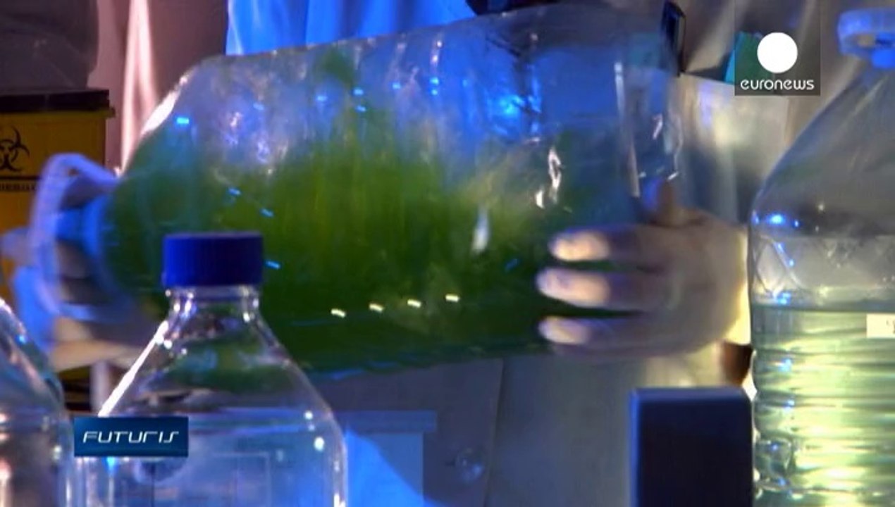 Algae and Olives