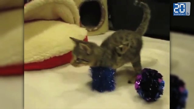 Mercury: Le chaton qui n'a que deux pattes