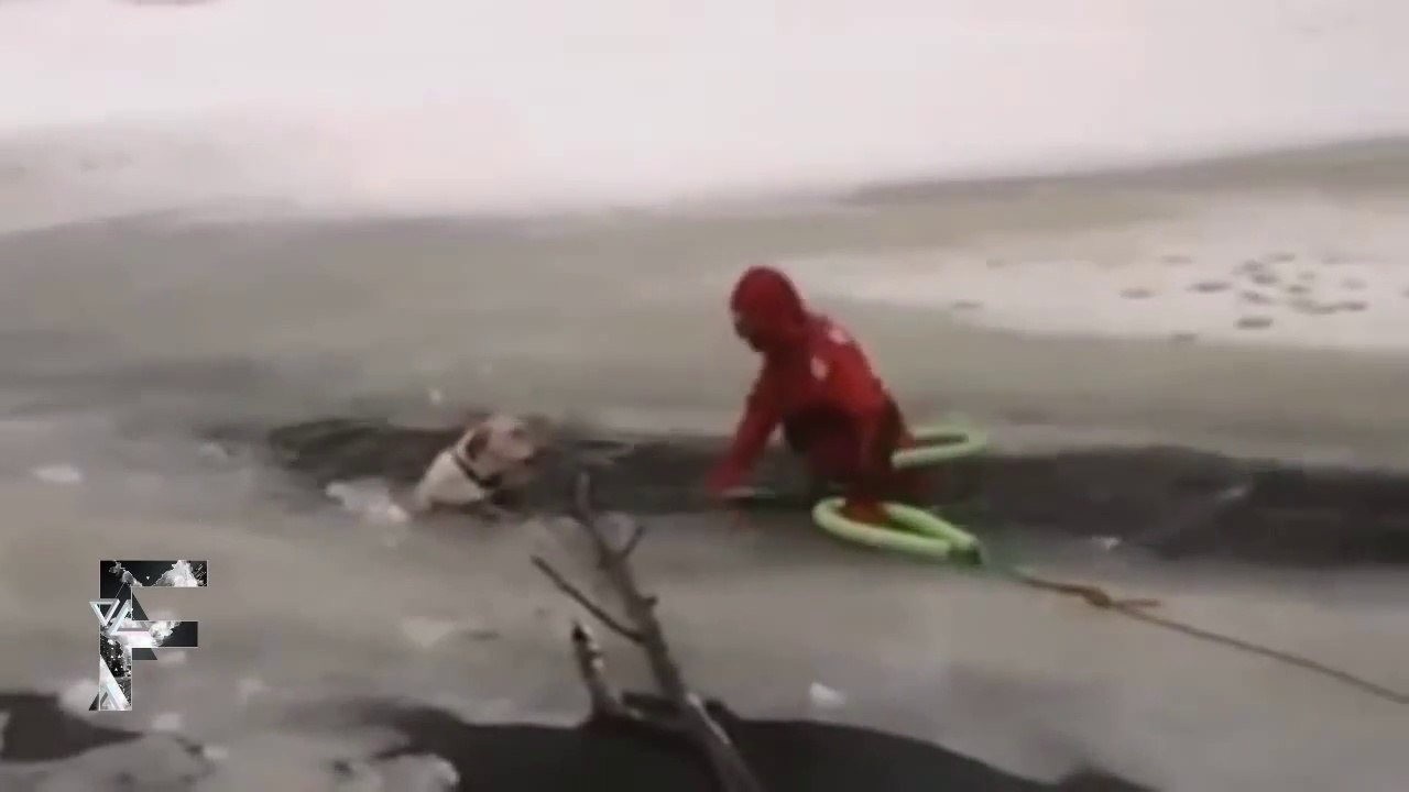 Humans save animals : Restoring Faith In Humanity