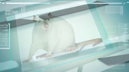 Great Basin Rodent Control (435) 200-1236