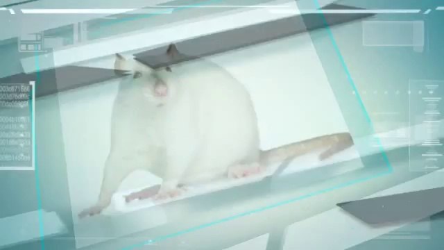 Great Basin Rodent Control (435) 200-1236