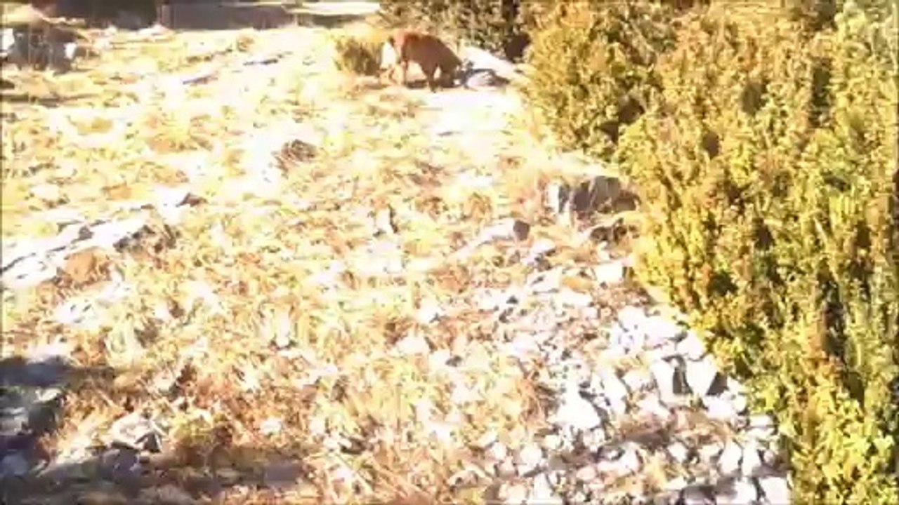 chasse aux faisans part 2