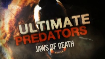 Drapieżnik Doskonały. Szczęki Śmierci.