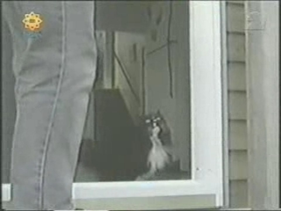 funny Cats Door