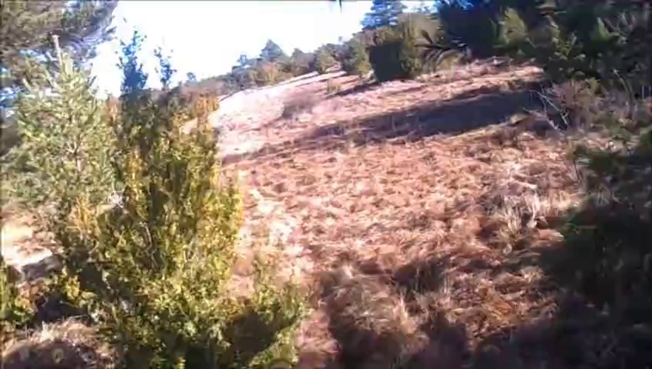 chasse aux faisans part 1