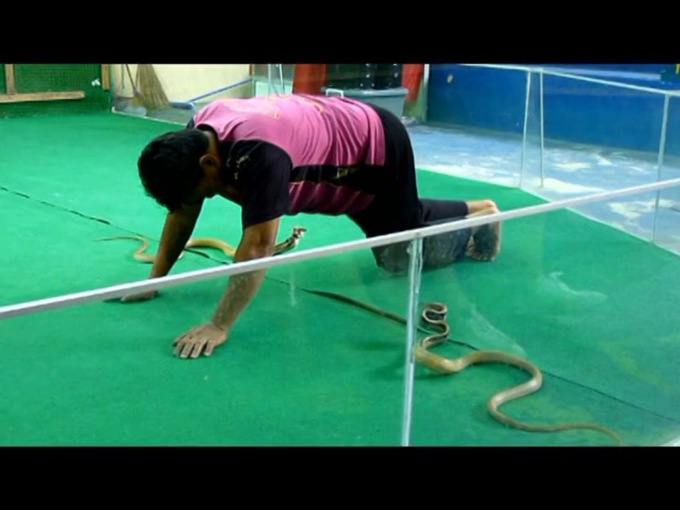 LA FERME AUX CROCODILES 33