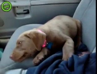 Videos de Risa: Cachorro de perro que siempre despierta sonriendo (tepillao.com)