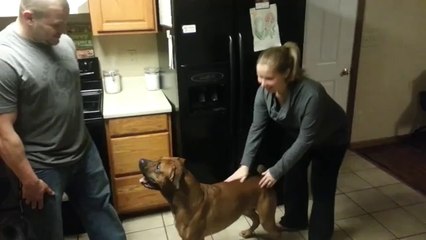 Video of Protective Dog’s Reaction to Man Trying to Touch Pregnant Woman’s Belly Is Going Viral