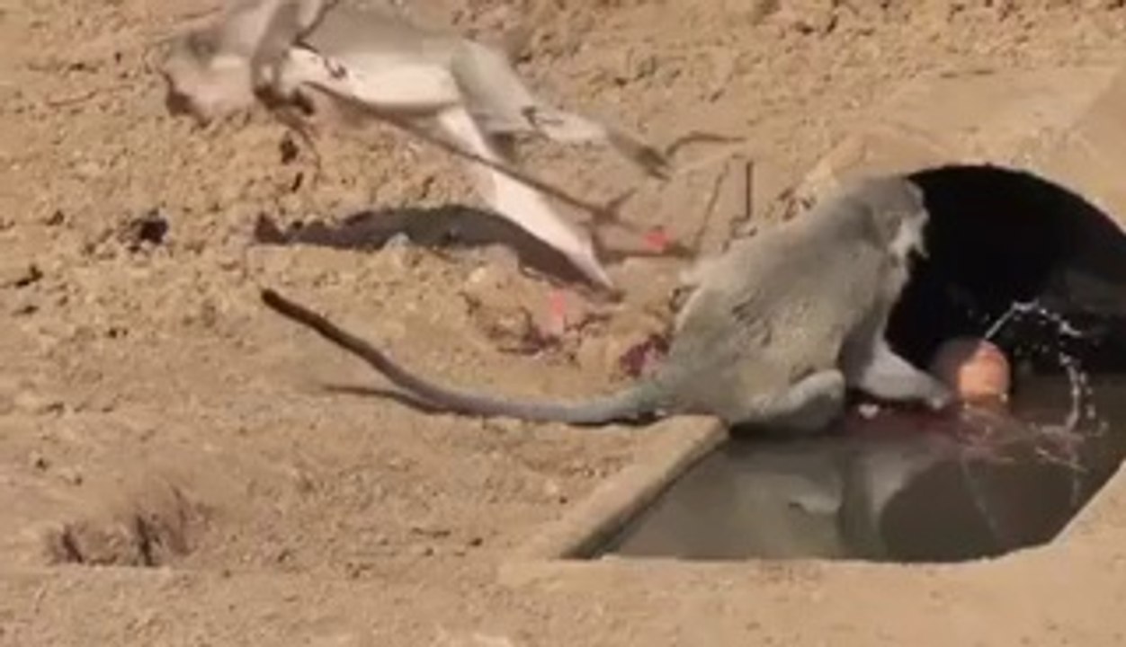 Single Shot