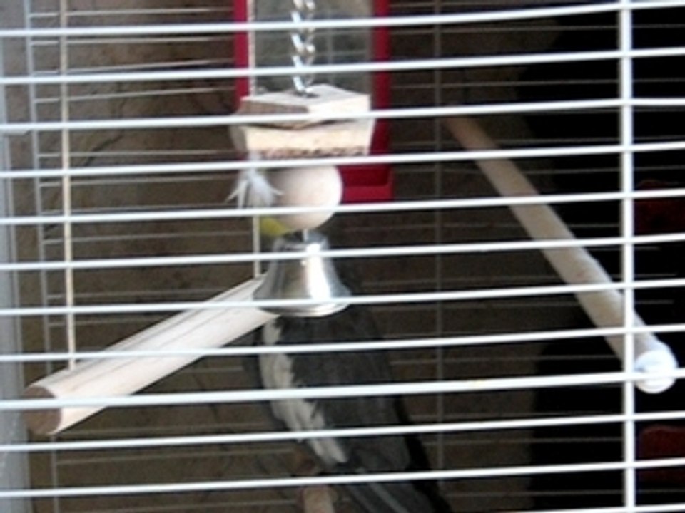My bird lol