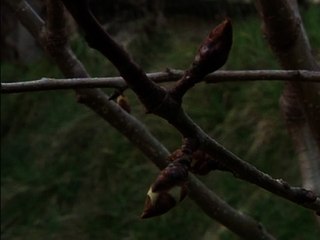 Temps printanier: les producteurs de fruits redoutent le gel - 25/02