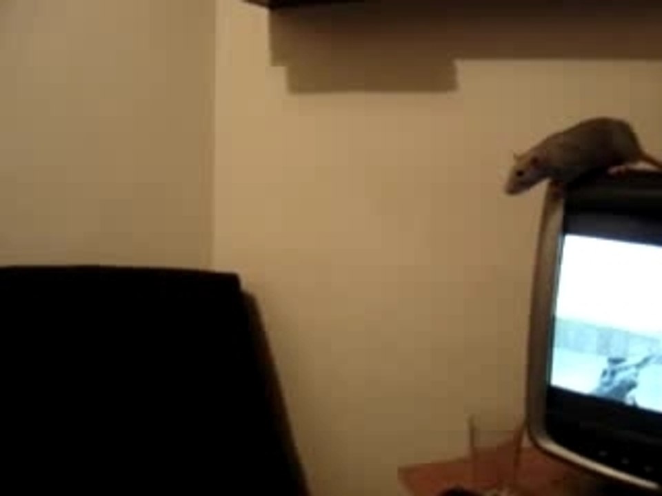 CS player pwned by a rat