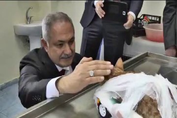 Yaralı kediye oyuncak arabadan geçici ayak