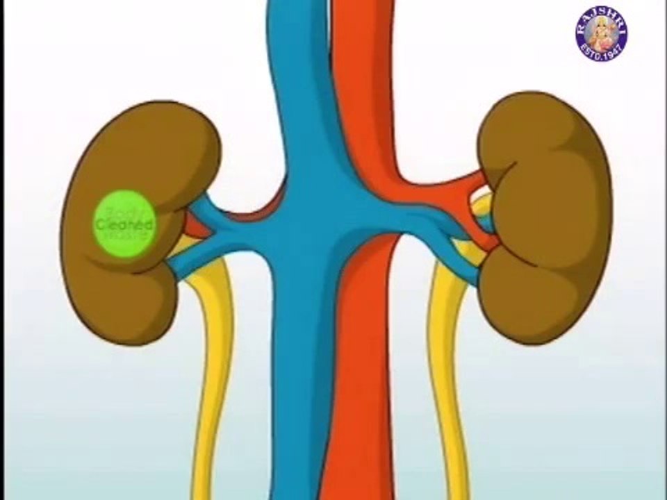 Learn - Important Body Parts -