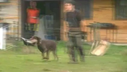 GOYA de ChardMeThée