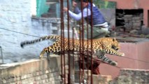 Leopardo provoca pânico em cidade indiana