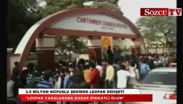 3.5 milyon nüfuslu şehirde leopar dehşeti