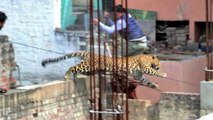 Inde: un léopard sème la panique