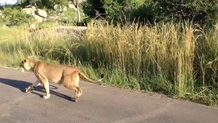 Une lionne attaque un lion pour protéger son petit