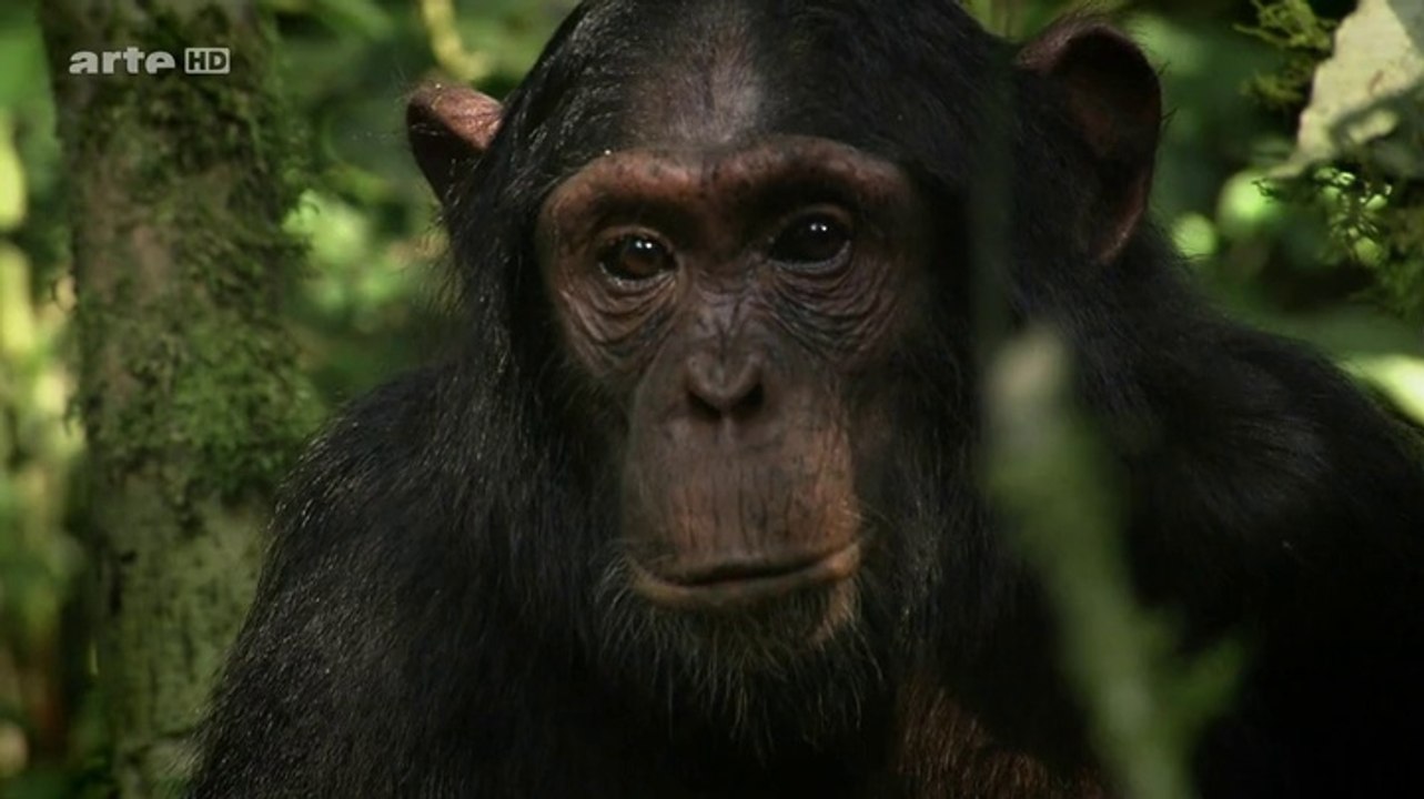 Et Le Singe Inventa La Culture