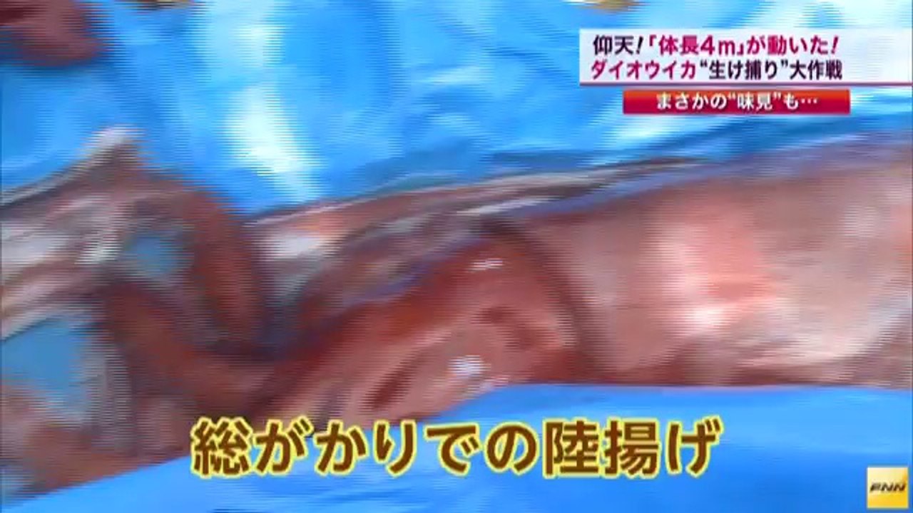 4メートルを超える生きたダイオウイカが捕獲される　兵庫