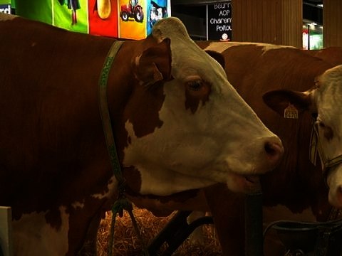 Prix du lait: les éleveurs mécontents s'invitent à la table des négociations- 25/02