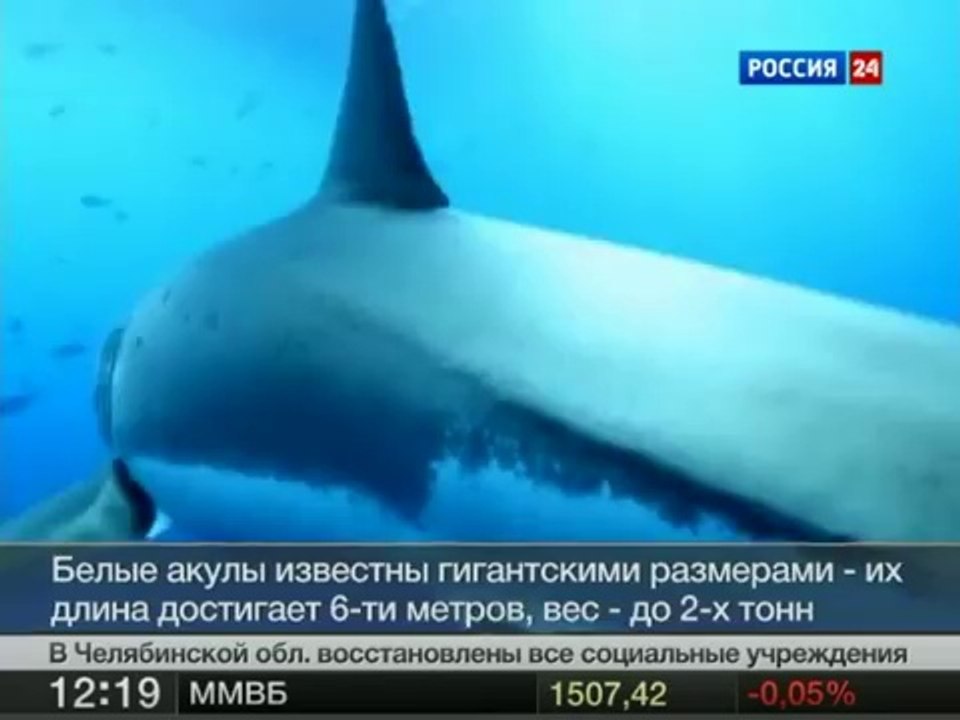 Сенсационное видео: прогулка в обнимку с белой акулой