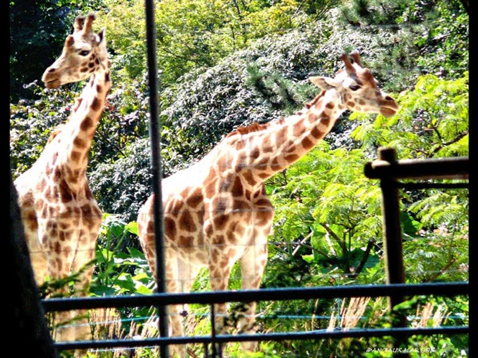 ©L'INFIDELITE POEME THOMAS ANDRE PHOTOS&PHOTOS-PEINTURES MARTINE ANCIAUX©