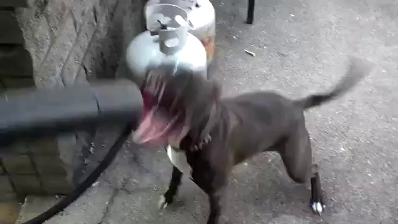 Hund vs. Laubgebläse