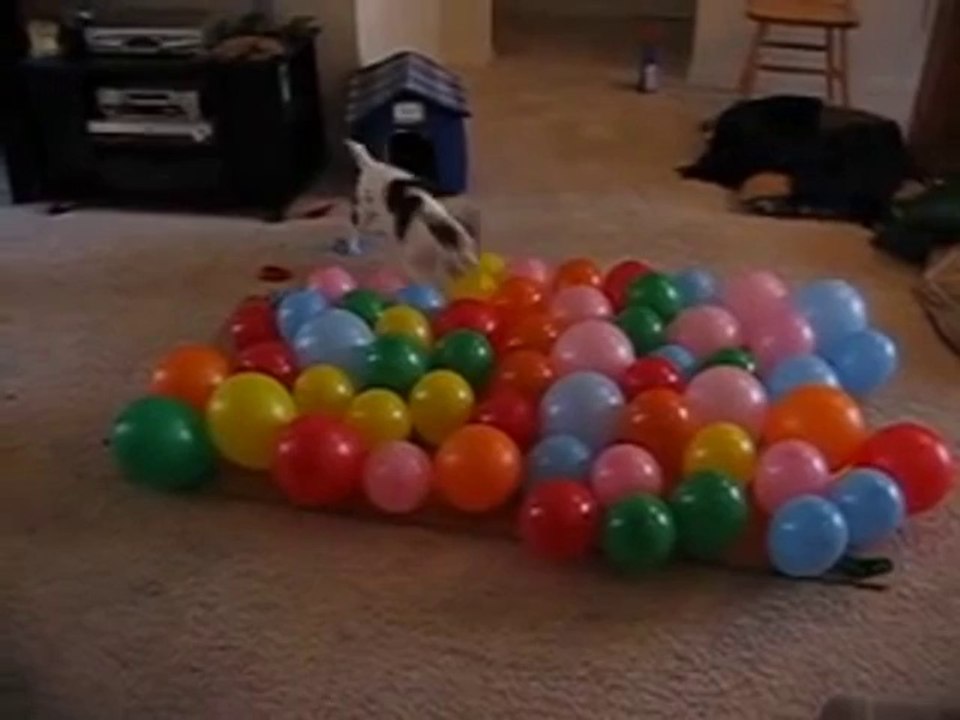 Hund vs. Luftballons