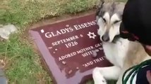 Hund weint am Grab seiner Besitzerin