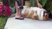 Dog loves getting cleaned by Vacuum Cleaner