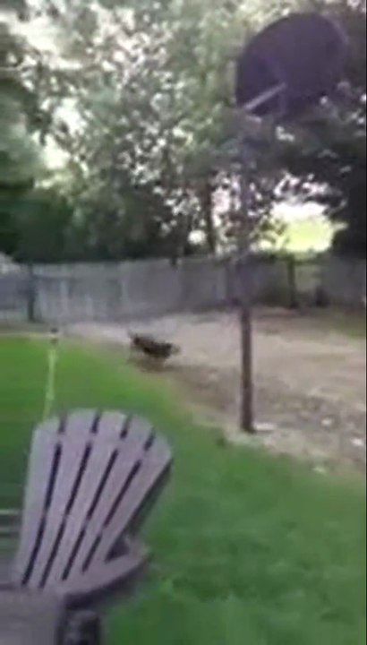 Hund spielt mit einem Luftballon