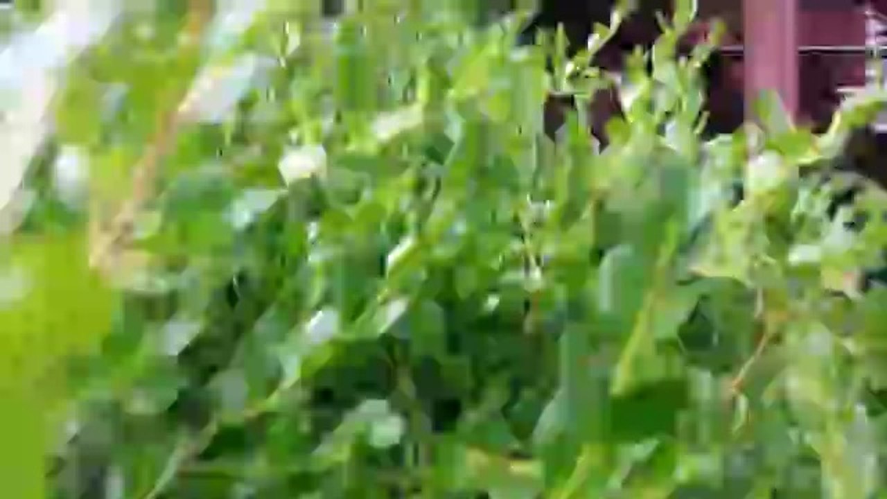 Hund springt ins Gebüsch