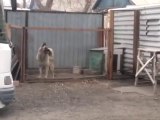 Hund tanzt zu Modern Talking