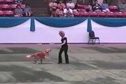 Hund und Frauchen tanzen was das Zeug hält